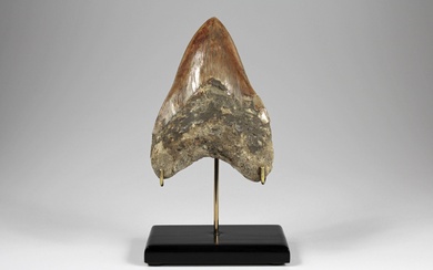 Großer fossiler Zahn vom Megalodon