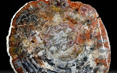 Massive Triassic Arizona Petrified Wood Slab