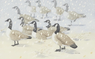 Noel William Cusa, British 1909-1990- Canada Geese; gouache and pencil on paper, signed lower right 'N. W. Cusa.', 34 x 51 cm (ARR)