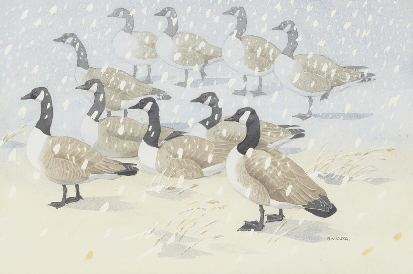 Noel William Cusa, British 1909-1990- Canada Geese; gouache and pencil on paper, signed lower right 'N. W. Cusa.', 34 x 51 cm (ARR)