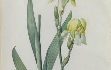 Redoute Stipple Engraving, Iris Flavescens (Pale Iris)