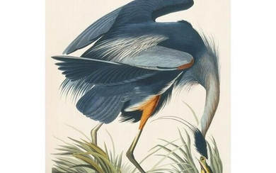 c1946 Audubon Print, #211 Great Blue Heron
