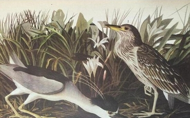 c1946 Audubon Print, #236 Black-Crowned Night Heron