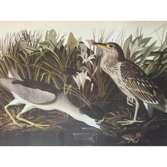 c1946 Audubon Print, #236 Black-Crowned Night Heron