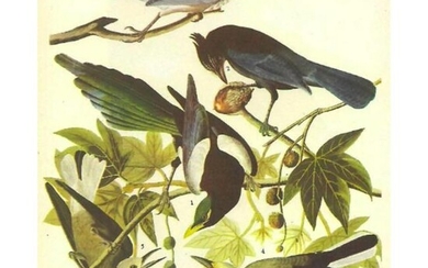 c1946 Audubon Print, #362 Four Western Corvids