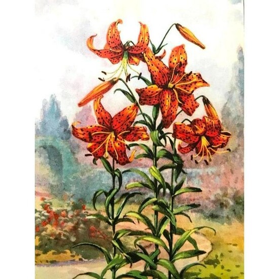 1920's Tiger Lily Color Lithograph Print