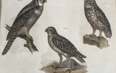 19th Century Ornithological Owl Lithograph