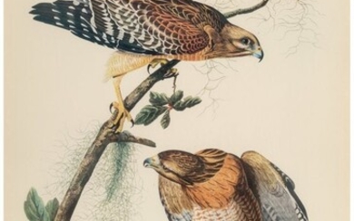 28049: After John James Audubon (American, 1785-1851) R