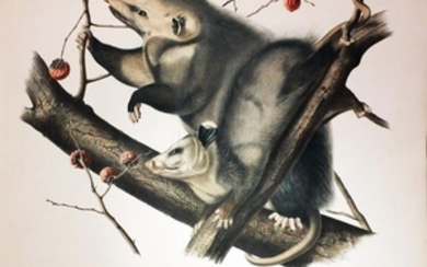 Audubon Lithograph, Virginiian Opossum