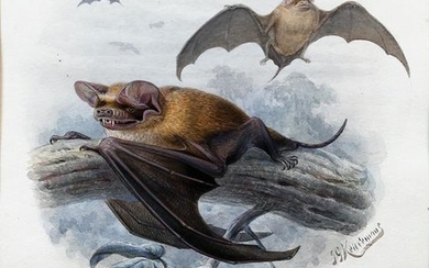 Keulemans Watercolor Free-tailed Bat