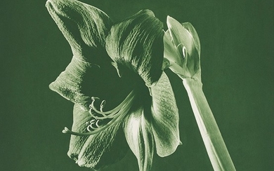 Robert Mapplethorpe, Flowers (Green Amarylis)