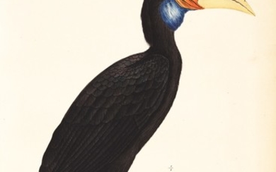 Temminck | Verhandeling over de Natuurlijke Geschiedenis der Nederlandsche overzeesche Bezittingen, 1839-1844[47], 3 volumes bound in 5