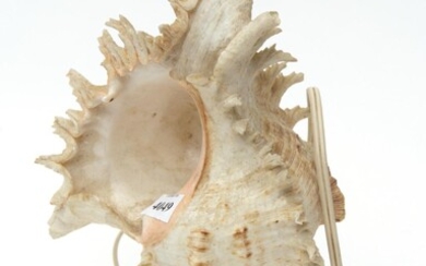 A CONCH SHELL LAMP