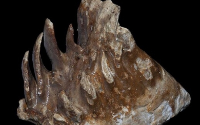 A FOSSILISED EXTINCT MAMMOTH TOOTH, ICE AGE