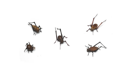 ARTIST UNKNOWN Five Wood Jizai Okimono of Insects, Showa er...