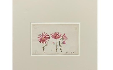 American Botanical Watercolor by E R Martin