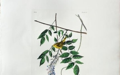 Audubon Aquatint, Blue Eyed Yellow Warbler or