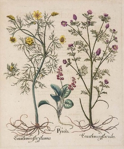 Basilius Besler Wintergrün. Eranthemum. I. Pyrola.…