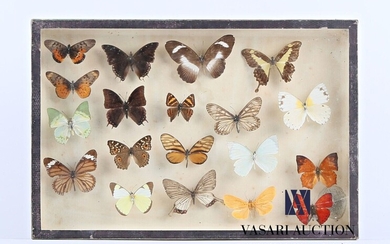 Boîte entomologique vitrée contenant dix-huit... - Lot 49 - Vasari Auction