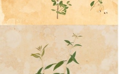 Cantonese Artist, Pencil And Watercolor, Heightened with Bodycolor Ca. 1778, "Botanical Studies"