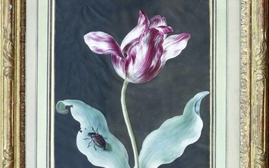 Dietzsch Tulip Study