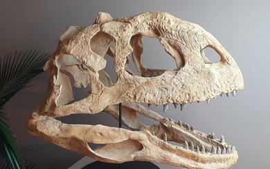 Dinosaur - Skull - Majungasaurus