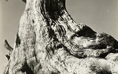 EDWARD WESTON (1886-1958) Cypress, Pebble Beach.