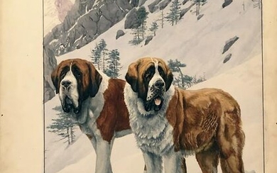 Fuertes Watercolor for National Geographic - St Bernard