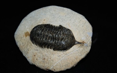 High quality - Fossilised animal - Morocconites Malladoides