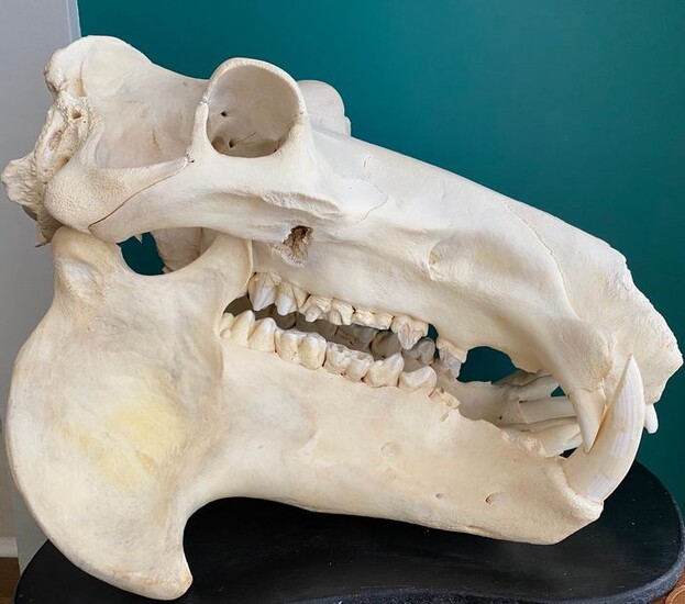 Hippopotamus Skull - Hippopotamus amphibius - 49×42×63 cm