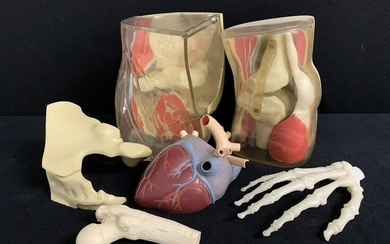 Lot Of 5 Anatomical Models, Pieces, Merck 1973
