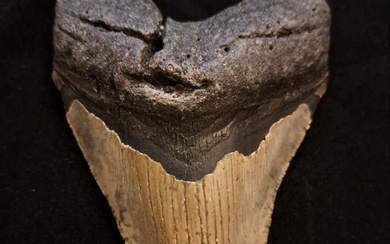 Megalodon - Fossil tooth - large robust Carcharocles (Otodus) megalodon - 13.2 cm - 9.5 cm