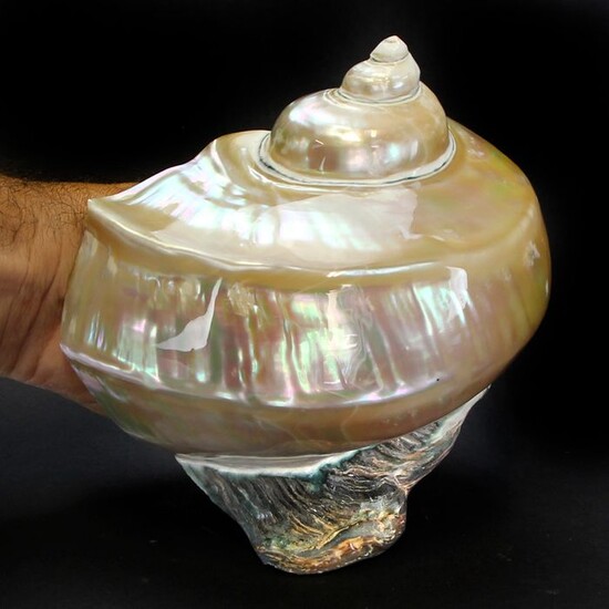 Mother of Pearl Turbo Marmoratus seashell - 160×148×80 mm - 468 g