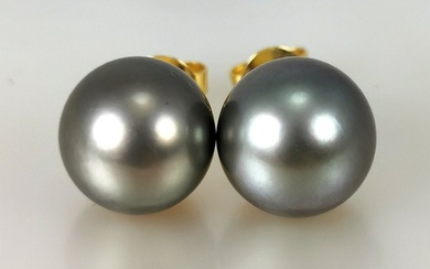 No Reserve Price - 18K Tahitian pearls earrings Ø 10.5x11 MM - Earrings - 18 kt. Yellow gold Pearl