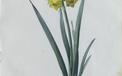 Redoute Stipple Engraving, Narcissus Laxella