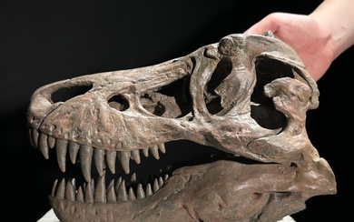 Replica Dinosaur Skull - Museum Quality - Brown Colour - Taxidermy replica mount - Tyrannosaurus rex - 18 cm - 13 cm - 27 cm