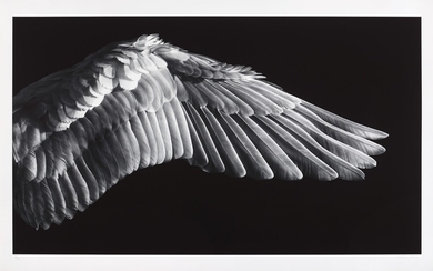 Robert Longo, Untitled (Gabriel's Wing)