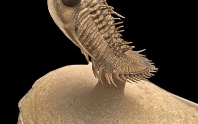 Spiny Trilobite - Fossilised animal - Erbenochile erbeni