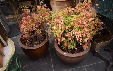 THREE PLANTS IN POTS, ONE TERRACOTTA (PLEASE NOTE THIS ITEM MUST BE REMOVED BY CLIENTS OR CARRIERS AT THE CUSTOMERS EXPENSE.)