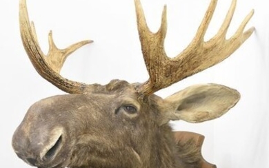 Vintage North American Moose - head mount on Shield - Alces alces - 90×85×90 cm