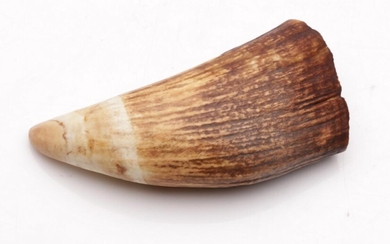 Whale's tooth (L13cm)