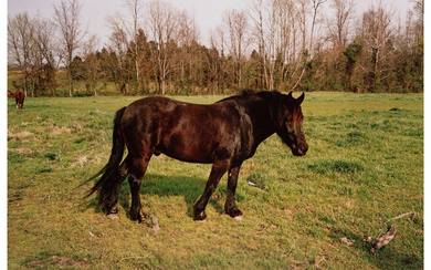 William Eggleston (1939), Untitled (Horse) (from Southern Suite series) (1970)