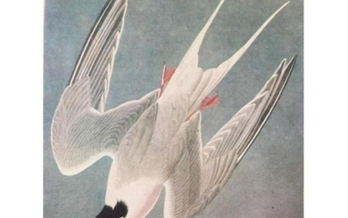 c1946 Audubon Print, #309 Common Tern