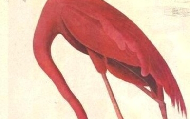 c1946 Audubon Print, #431 Pink Flamingo