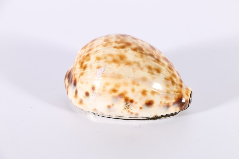 18th century Scottish cowrie shell snuff mull with hinged si...