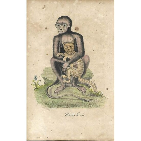 18thc Hand-colored George Edwards Engraving, Black