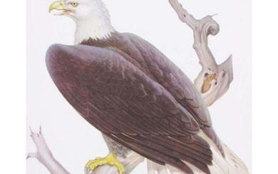 1950 Menaboni Bird Print - Bald Eagle