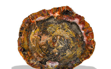 Multi-color Petrified Wood with Black Accents