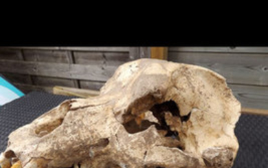 Cave Bear - Skull - Ursus spelaeus - 440×300×280 mm