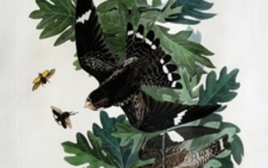 Audubon Aquatint Engraving, Night Hawk, Plate 147
